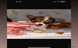 Chihuahua dogs for sale: Chihuahua puppies  - Image 2