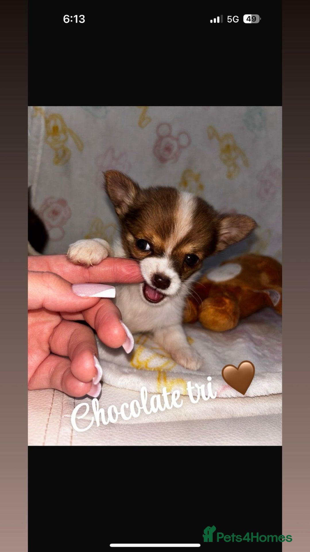 Chihuahua dogs for sale: Chihuahua puppies  - Image 2
