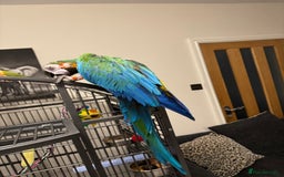 Macaws birds for sale: Harlequin macaw  - Image 4