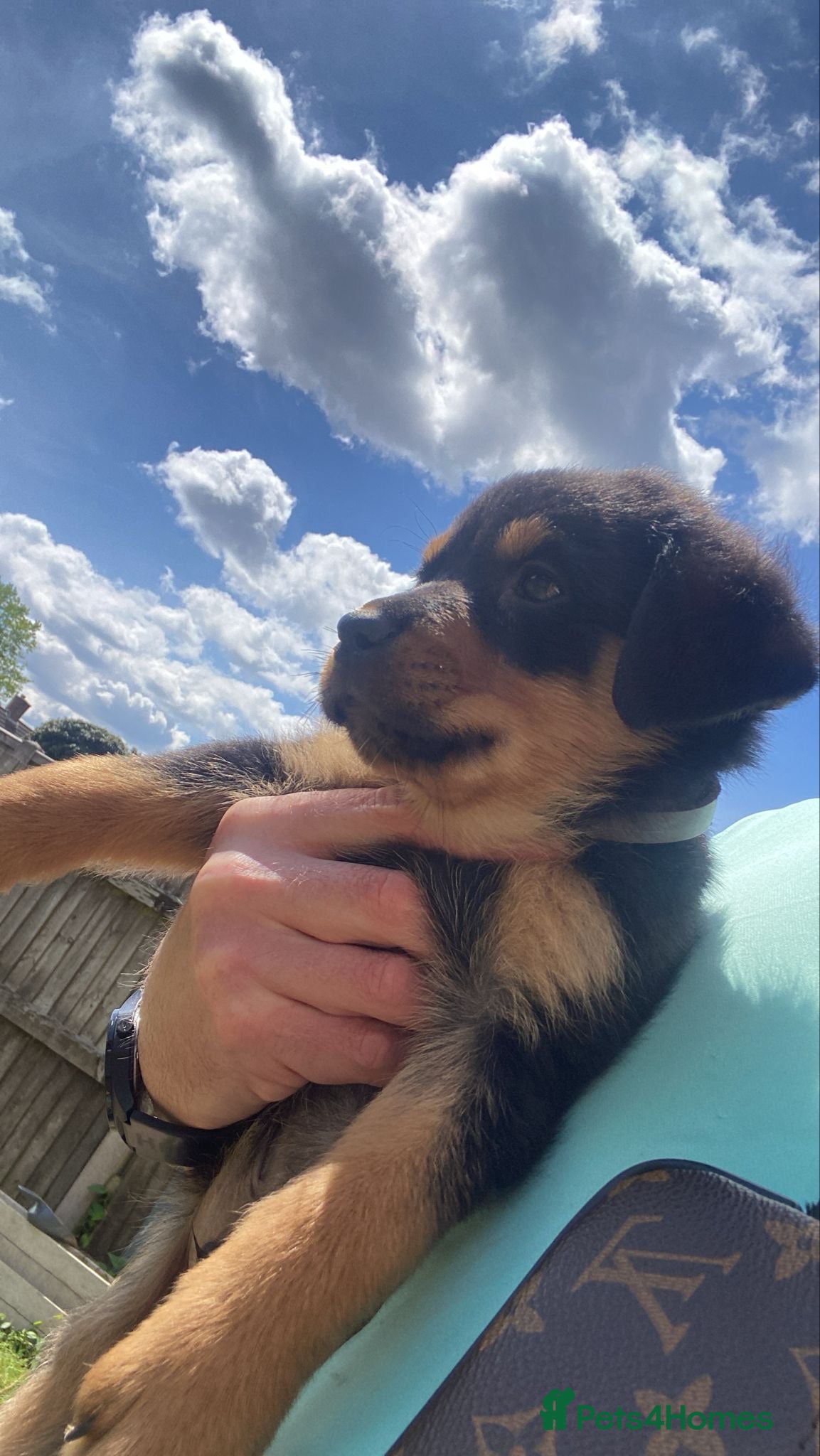 Rottweiler dogs for sale: Rottweiler puppies  - Advert 3