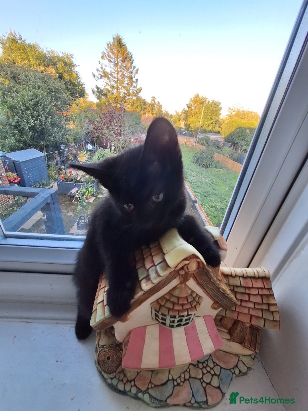 Domestic Shorthair cats for sale: ✨️ Beautiful 2 kittens 🩷🩵 Ready for homes now ✨️ - Image 24