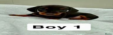 Miniature Dachshund Puppy 1