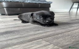 Staffordshire Bull Terrier dogs for sale: 🔥 Stunning Staffordshire Bull Terriers 🔥 - Image 16