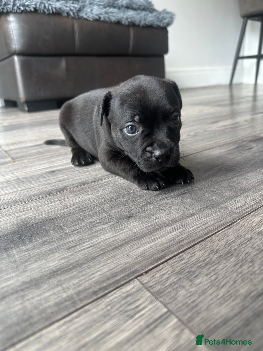 Staffordshire Bull Terrier dogs for sale: 🔥 Stunning Staffordshire Bull Terriers 🔥 - Image 16