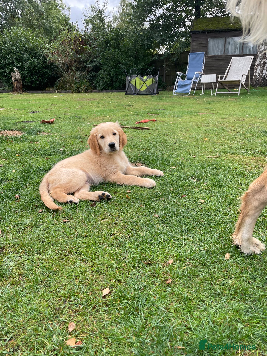 Golden Retriever dogs for sale: Golden Retriever Puppies – Family Raised - Image 9