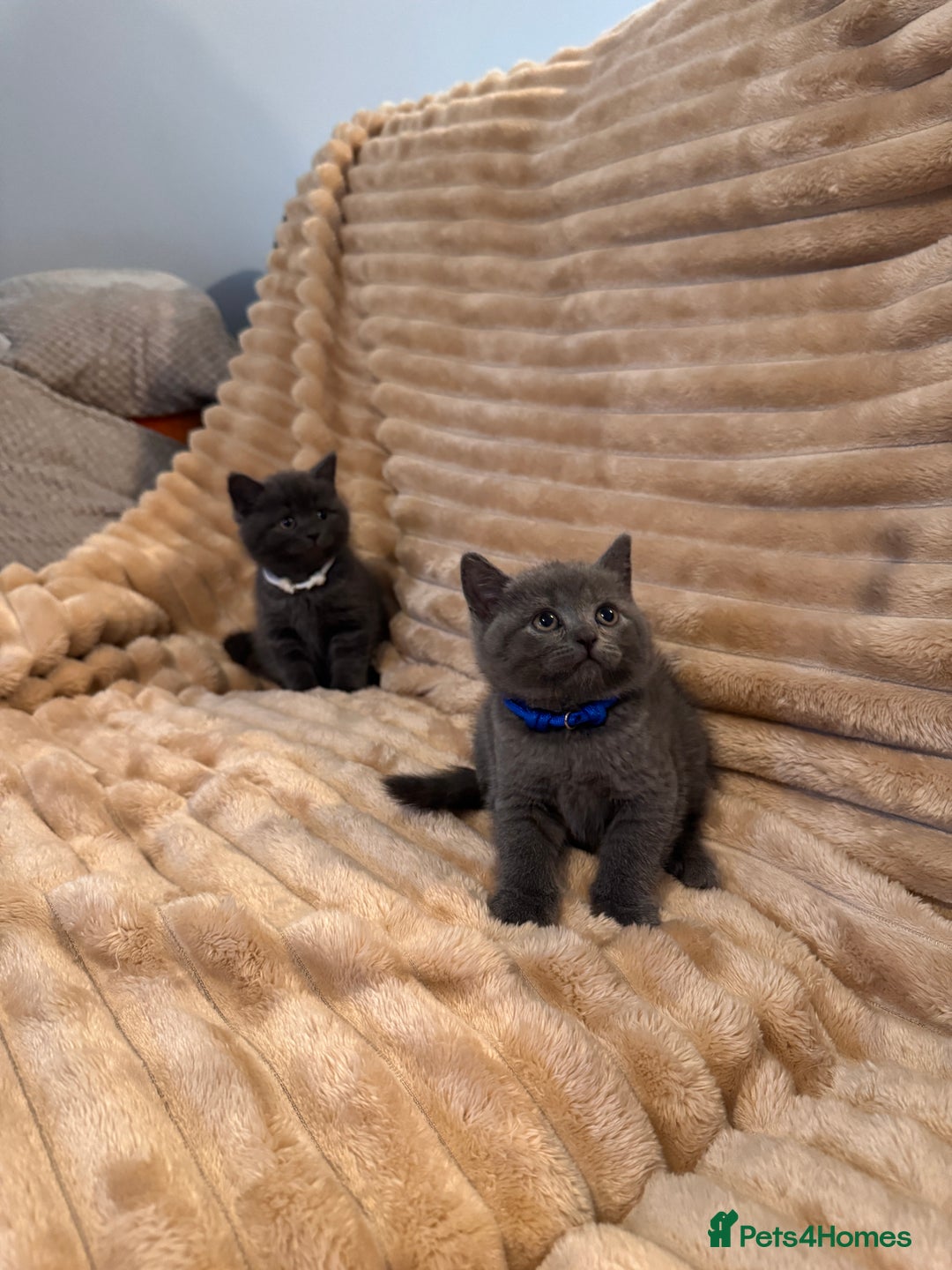 British Shorthair cats for sale: 7 lovely BSH😍 - Advert 8