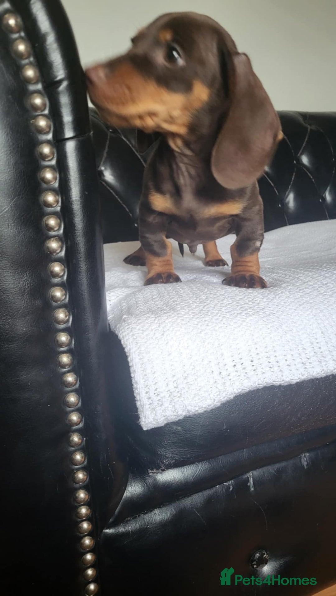 Dachshund dogs for sale: dachshund puppy for sale ! - Image 8