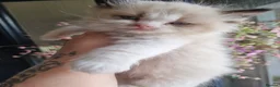 Ragdoll cats for sale: 🩵 Ragdoll Kittens 2 x Male AVAILABLE NOW🩵 - Advert 16