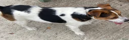 Jack Russell dogs for stud: Jack Russell for stud - Advert 4