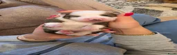 Mixed Breed dogs for sale: 4 Adorable Puppies for Sale – 3 Girls & 1 Boy - Advert 20