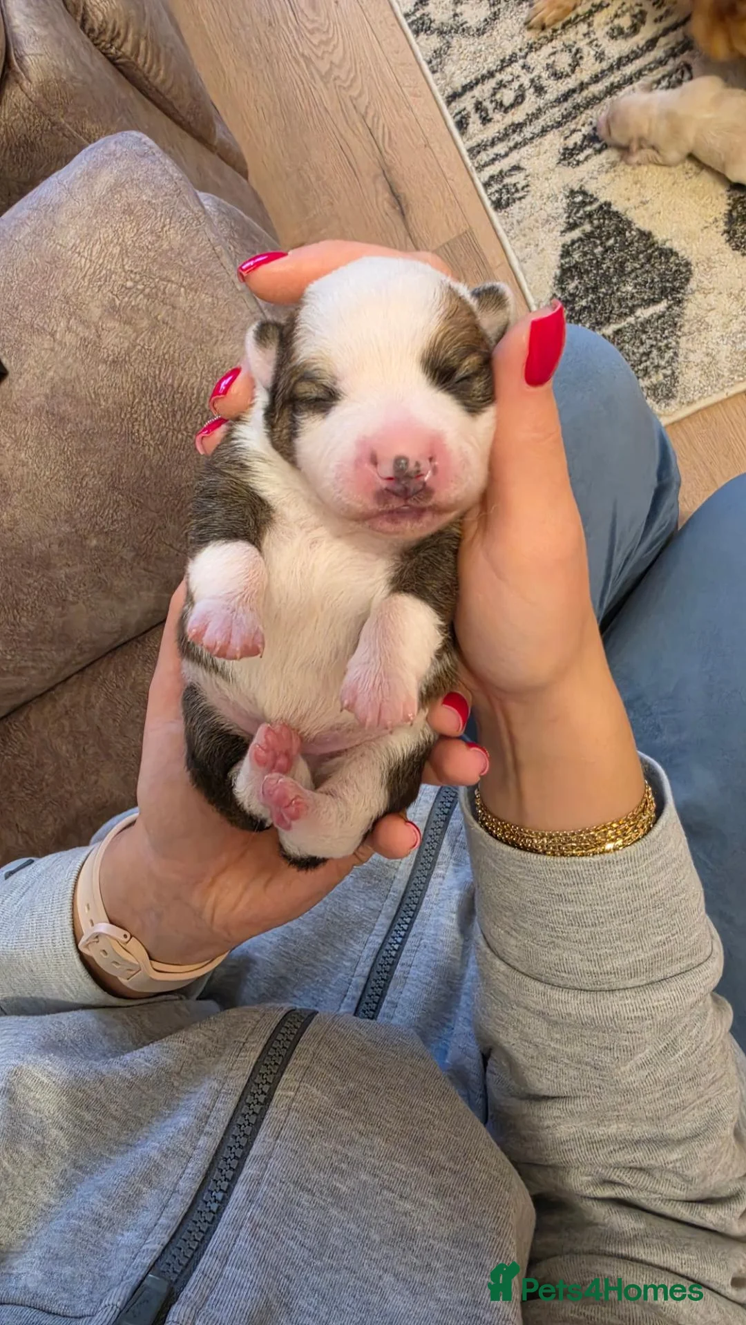 Mixed Breed dogs for sale: 4 Adorable Puppies for Sale – 3 Girls & 1 Boy - Advert 20