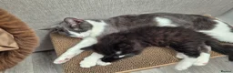 Mixed Breed cats for sale: Gorgeous kittens unique markings - Advert 5