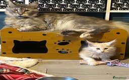Maine Coon cats for sale: Active Maine Coon Breeding Queen - Image 4