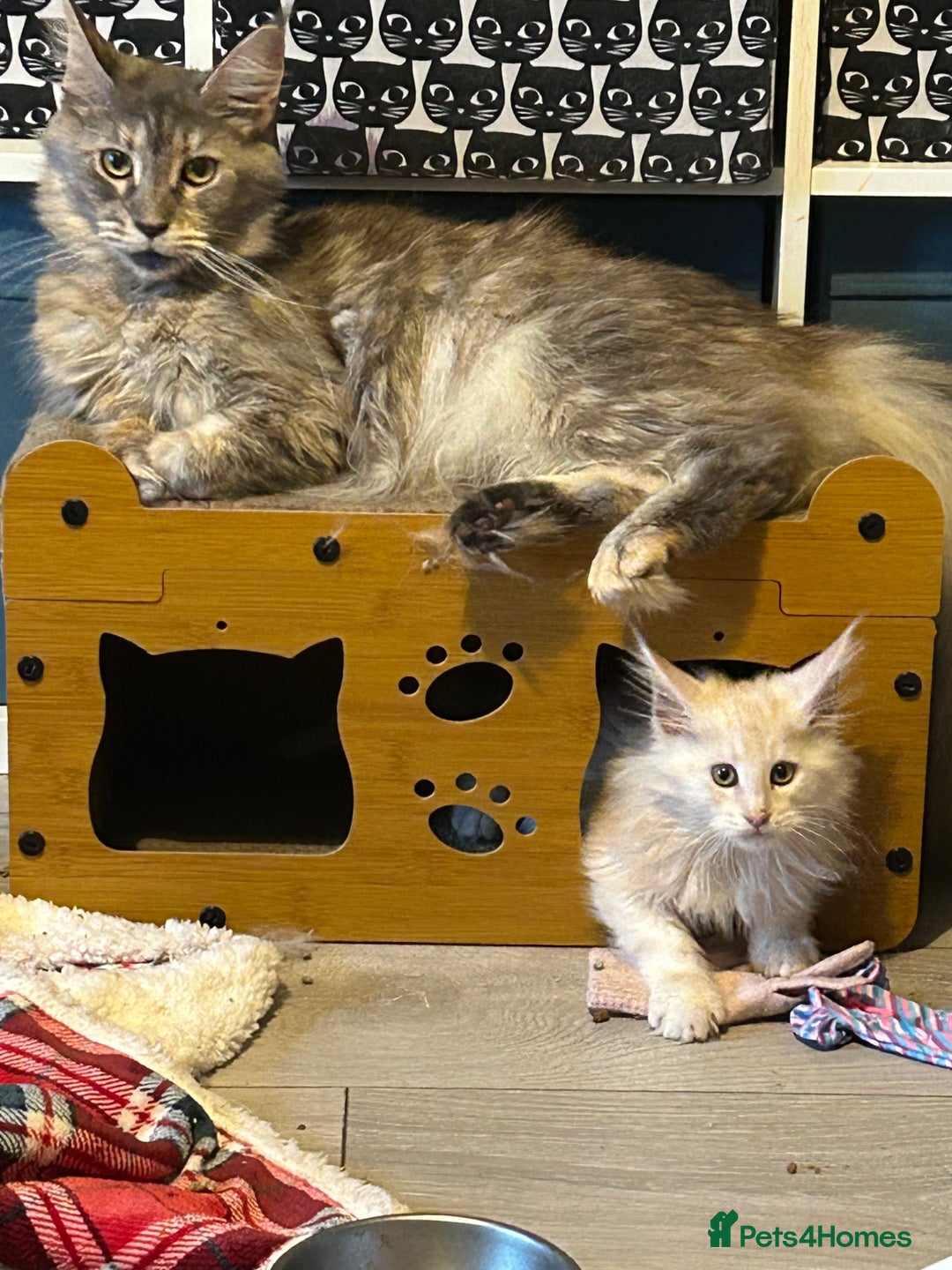 Maine Coon cats for sale: Active Maine Coon Breeding Queen - Image 4