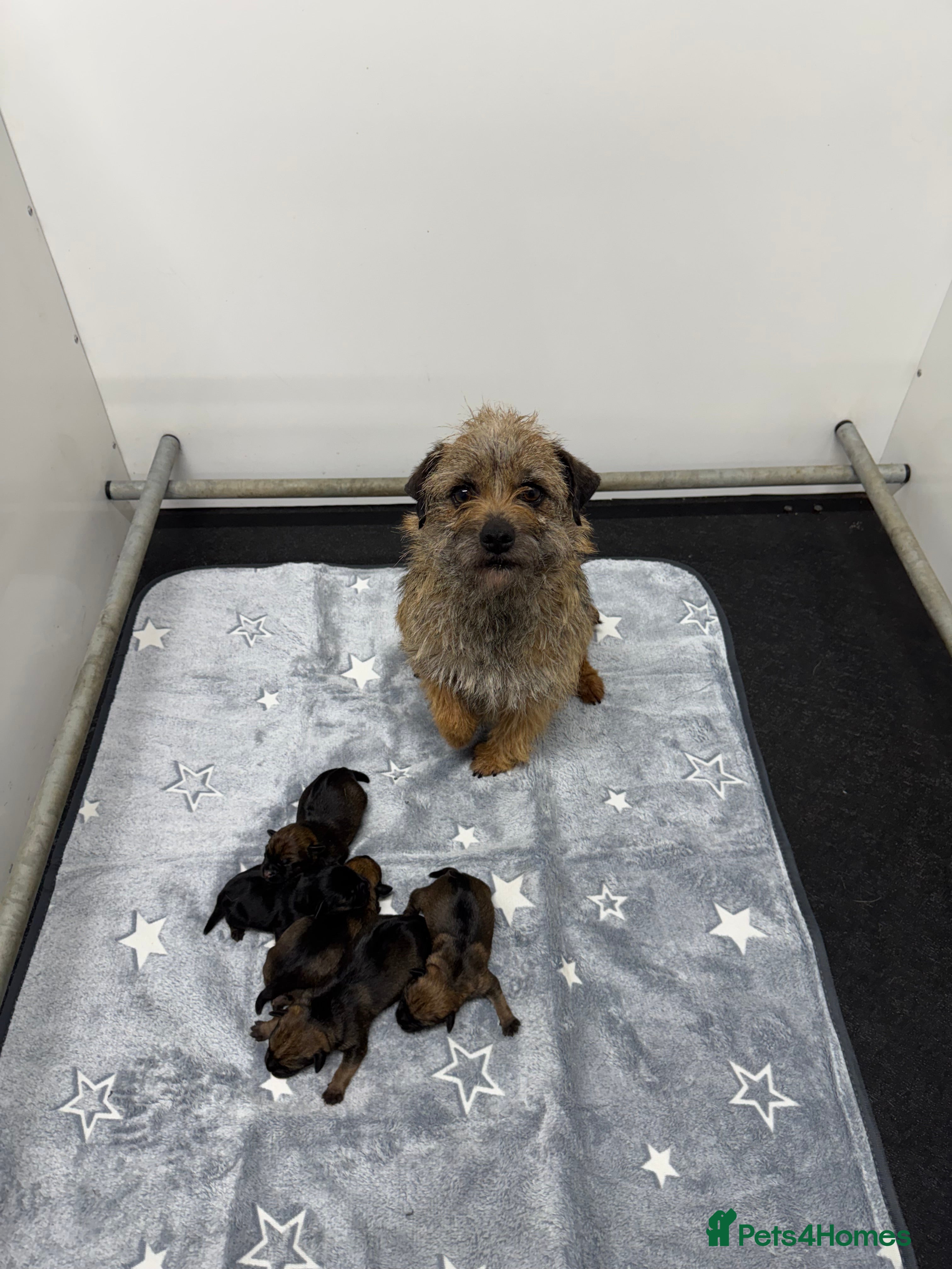 Border Terrier dogs Beautiful Border Terriers - Advert 1
