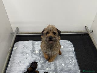 Border Terrier dogs Beautiful Border Terriers - Advert 1