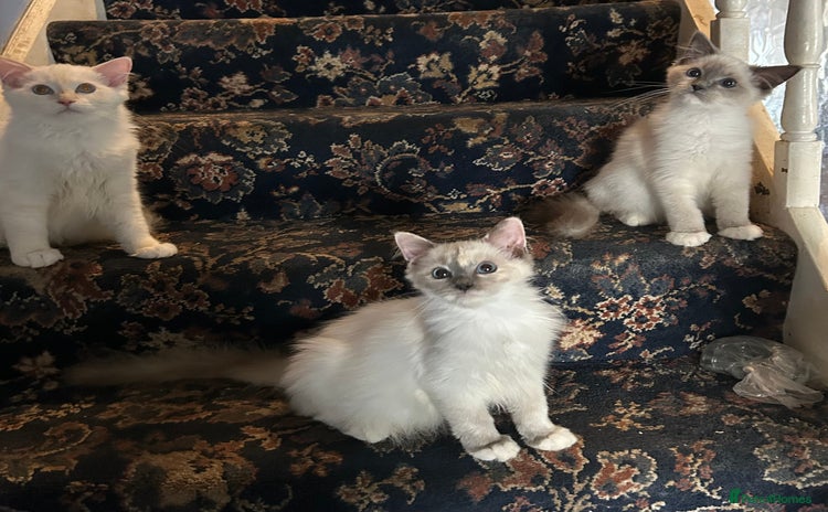Ragdoll cats - Advert 2