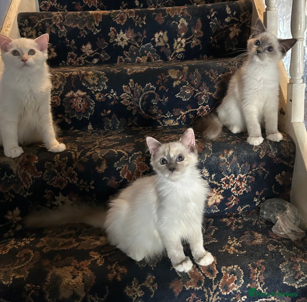 Ragdoll cats for sale: 🐾beautiful pedigree ragdolls  - Image 1