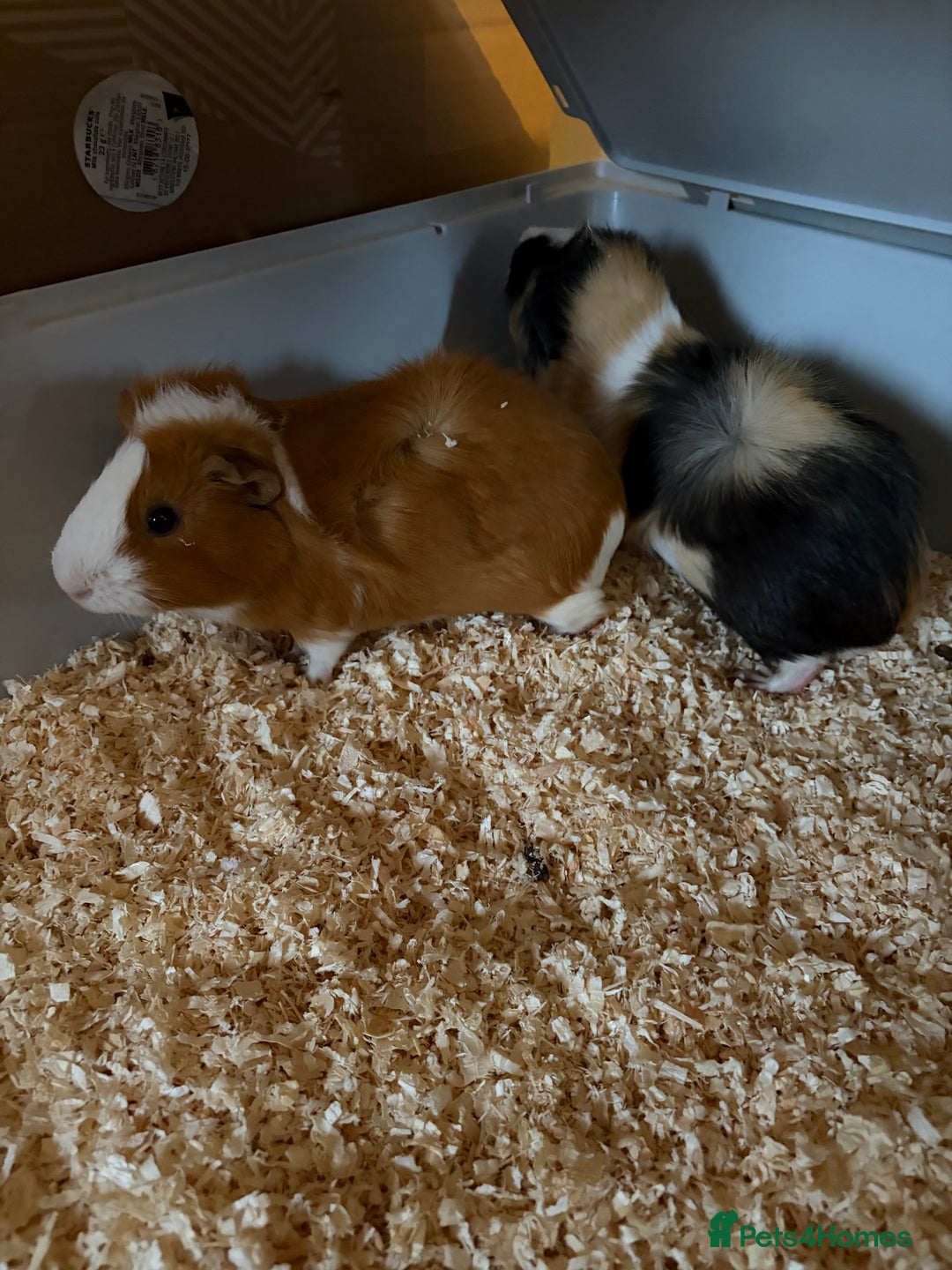 Guinea Pig rodents for sale: 2 x Guinea Pigs - Advert 2