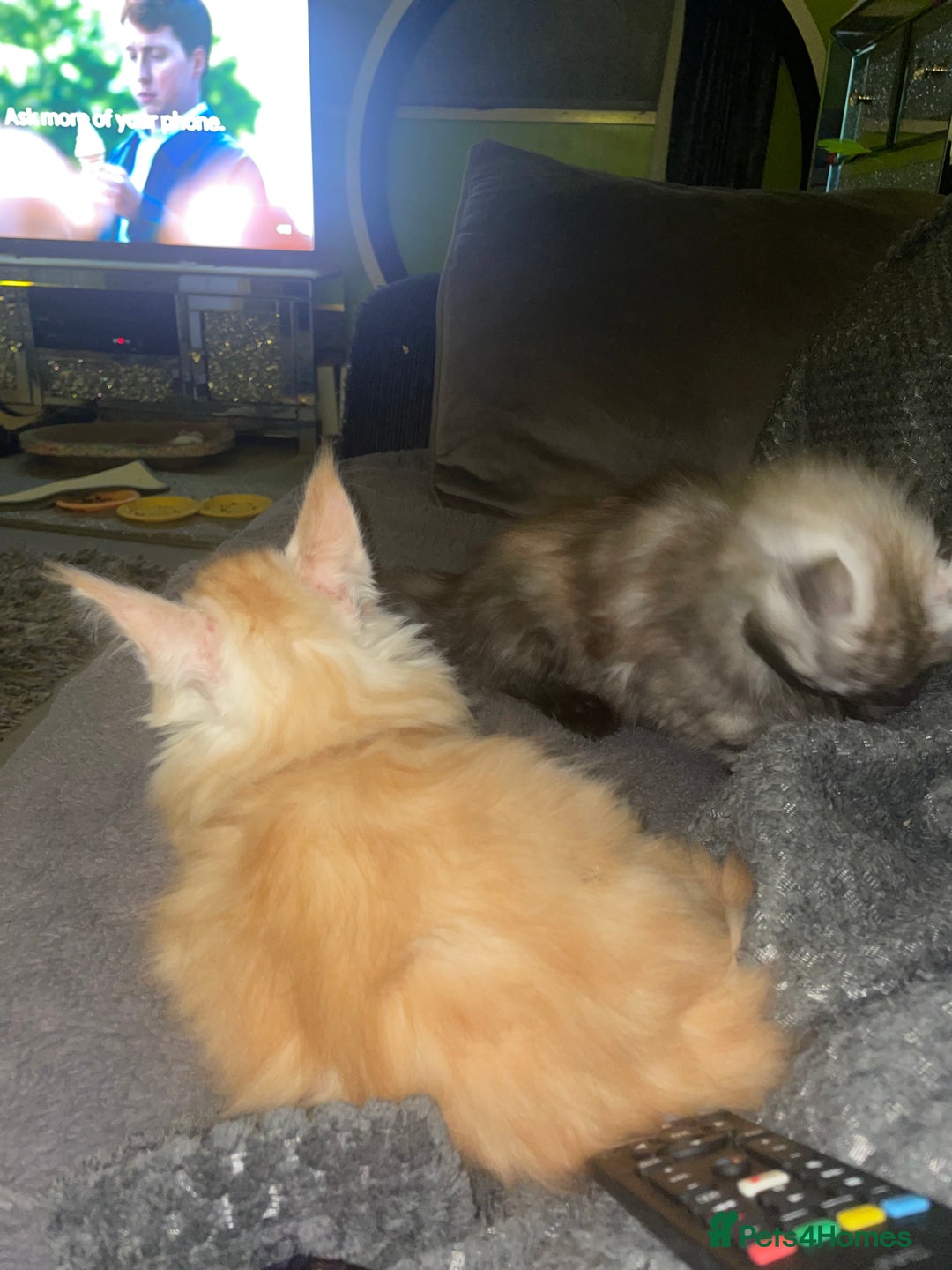 Maine Coon cats for sale: TICA registered Maine coon kittens  - Image 11