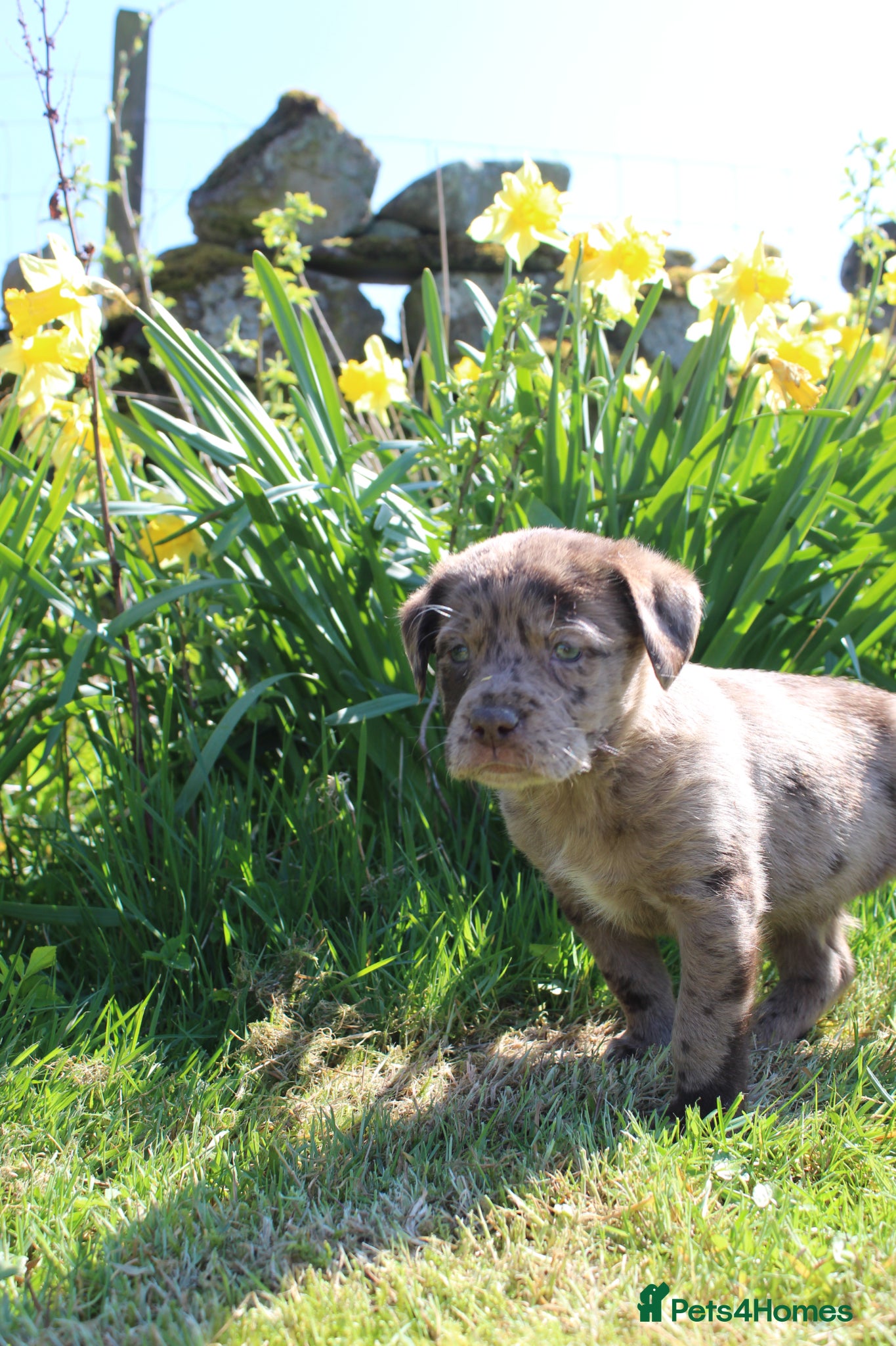 Labradoodle dogs for sale: Stunning Red Merle and Chocolate Labradoodle Pups - Advert 1