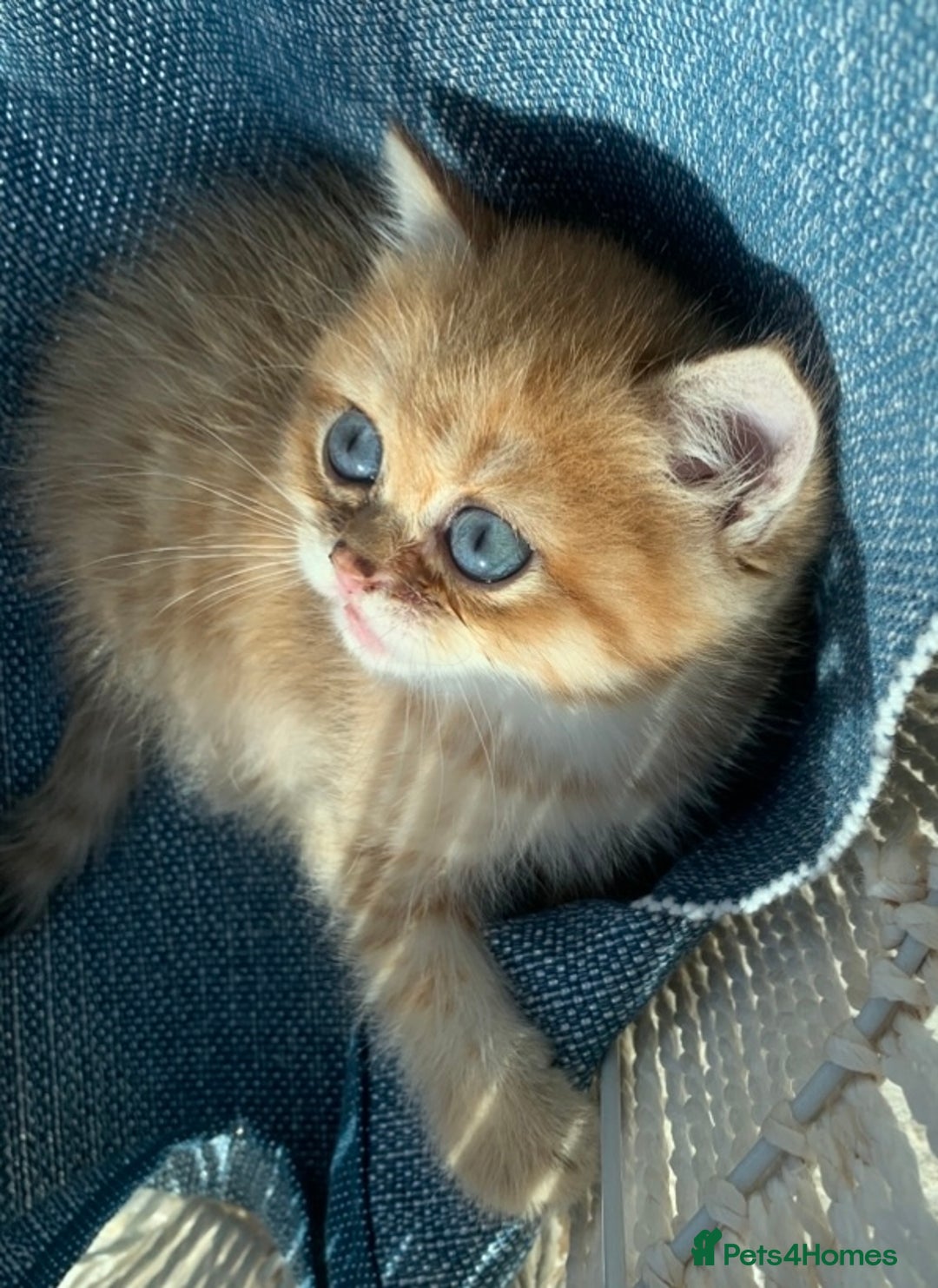 British Shorthair cats for sale:  GCCF champion lines Ny12  Bsh golden chinchilla  - Advert 12