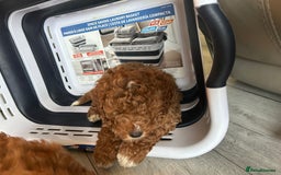 Cockapoo dogs for sale: 5 🌟 fox red cockapoo babies  ready  🏠 now 🐶 - Image 4