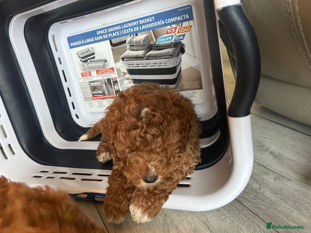 Cockapoo dogs for sale: 5 🌟 fox red cockapoo babies  ready  🏠 now 🐶 - Image 4