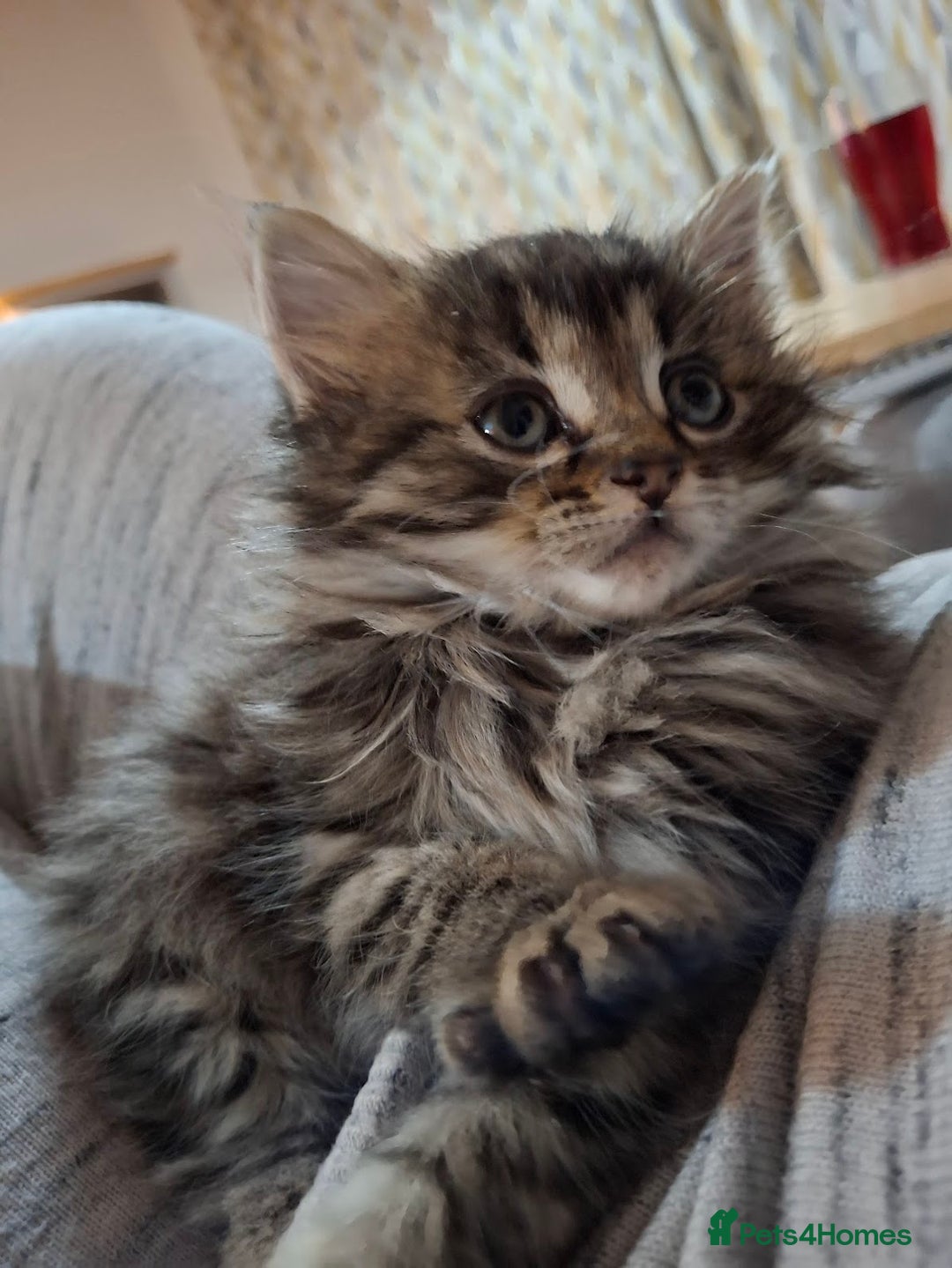 Ragdoll cats for sale: Beautiful Bengal/Ragdoll Male Kitten - Image 8