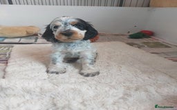 Cocker Spaniel dogs for sale: Kc registered, show type Cocker spaniel Puppies  - Image 3
