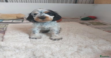 Cocker Spaniel dogs - Advert 11