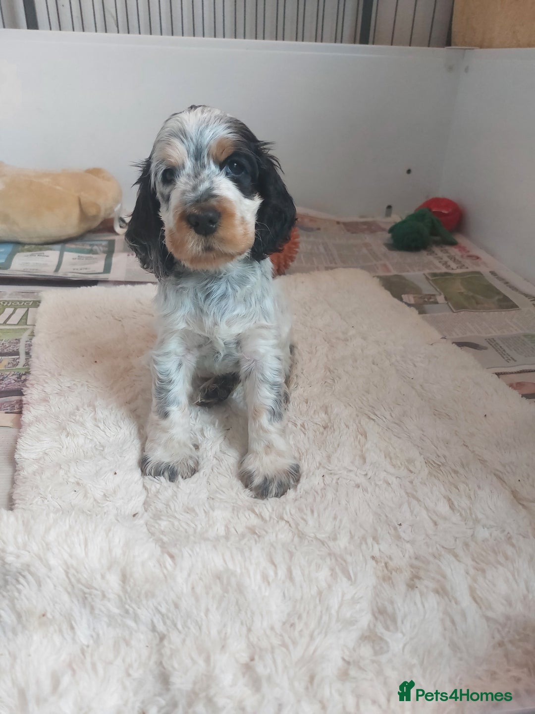 Cocker Spaniel dogs for sale: Kc registered, show type Cocker spaniel Puppies  - Image 3
