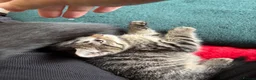 Domestic Shorthair cats for sale: 3 Kittens Ready Oct 4th - WR12 - Advert 29