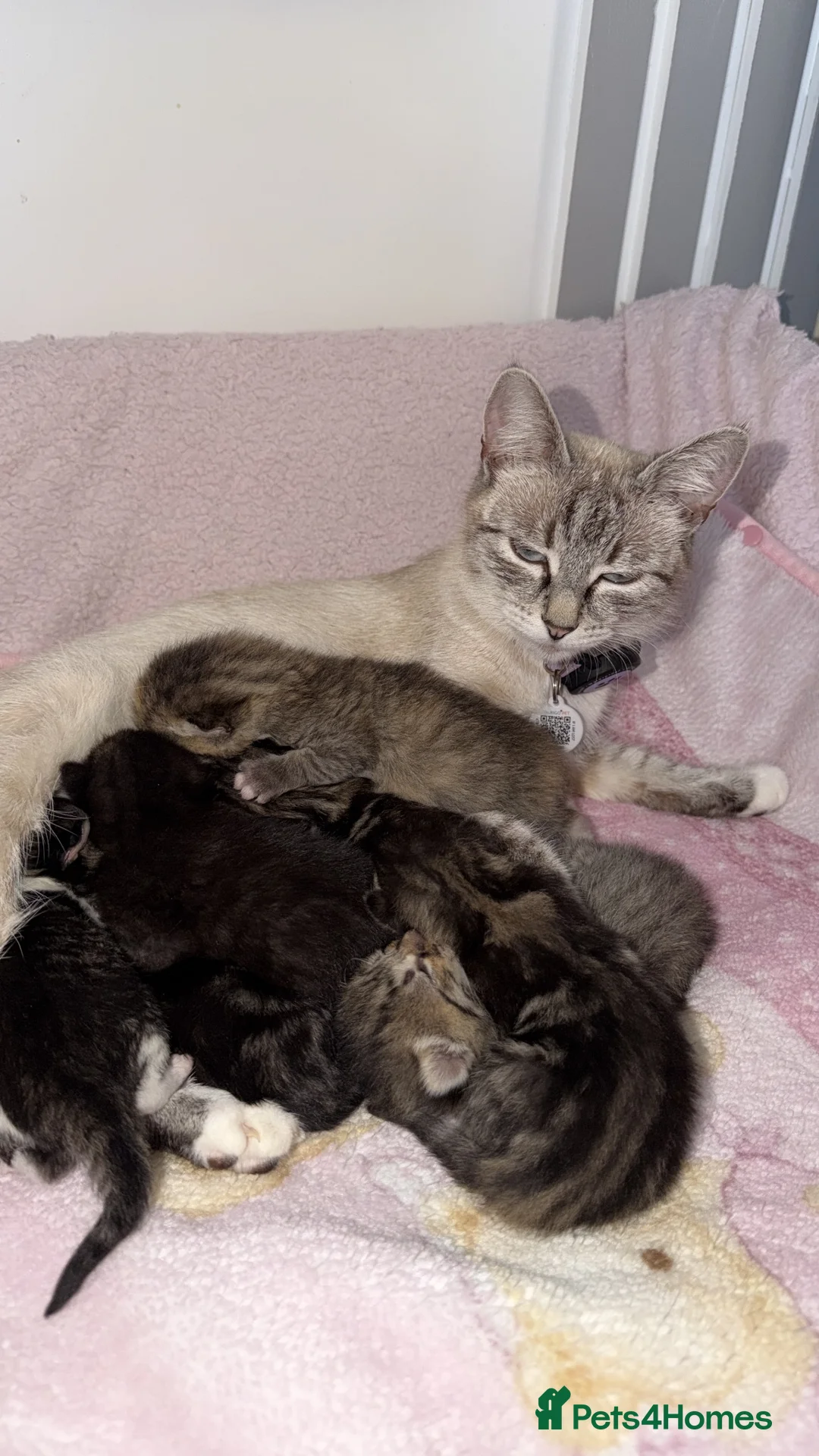 Mixed Breed cats for sale: Kittens for sale  - Advert 10