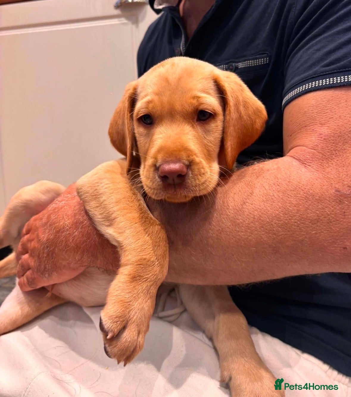 Labrador Retriever dogs Exceptional Kc registered Labrador male - Advert 1