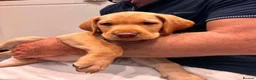 Labrador Retriever dogs for sale: Exceptional Kc registered Labrador male - Advert 1