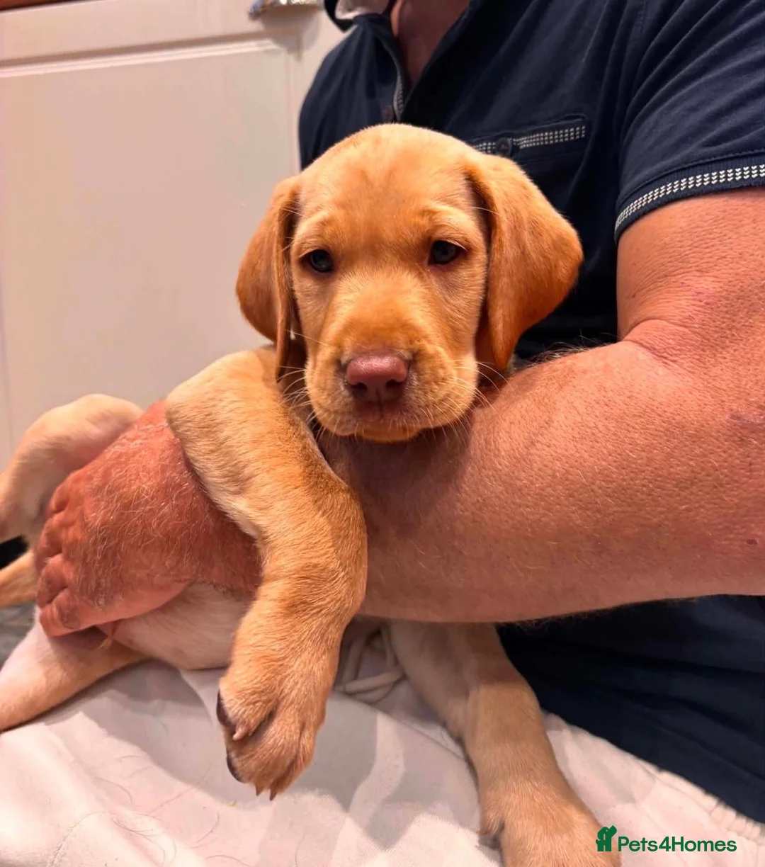 Labrador Retriever dogs for sale: Exceptional Kc registered Labrador male - Advert 1