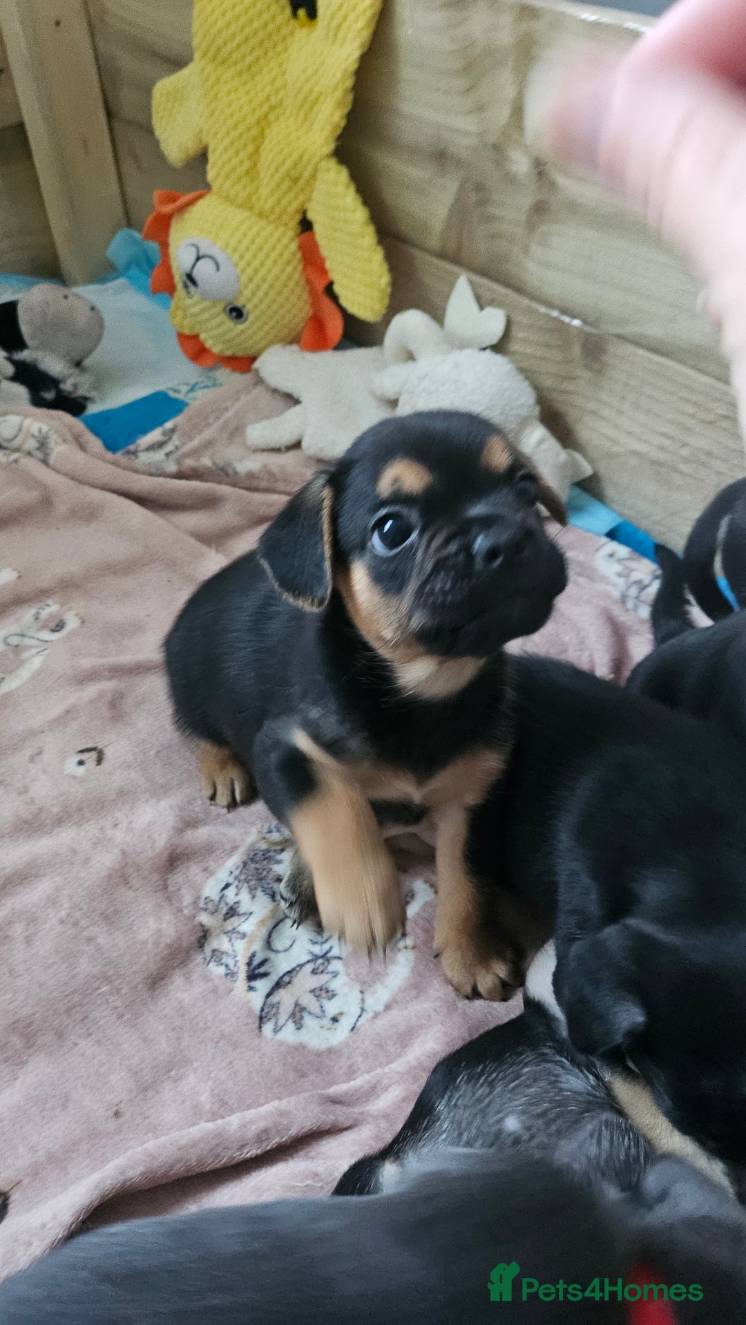 Mixed Breed dogs for sale: 3/4 French bulldog 1/4 Pomeranian Puppies - Image 12