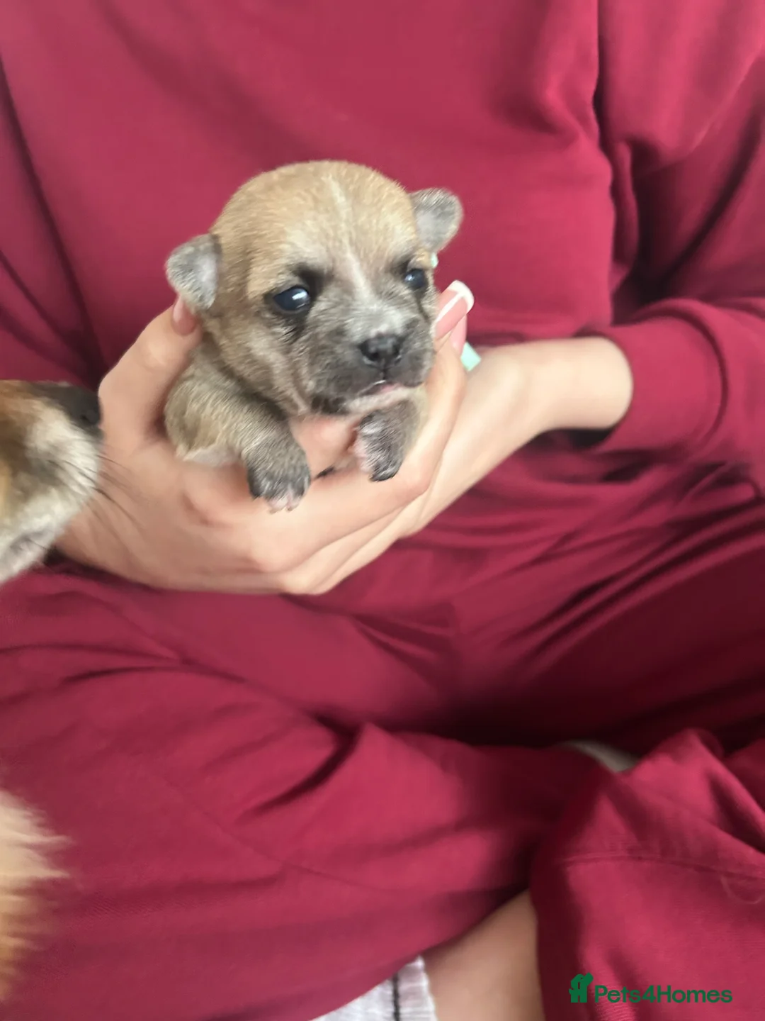 Pomchi dogs for sale: Beautiful Pomchi girls - Advert 19