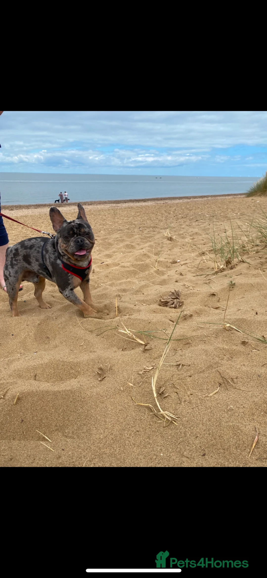French Bulldog dogs for sale: make french bulldog  in Nuneaton - Advert 1
