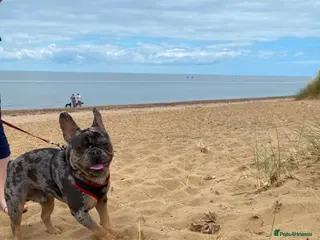 French Bulldog dogs make french bulldog - Advert 1