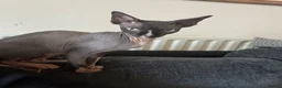 Sphynx cats for sale: Sad rehoming of our Sphynx cat  in Fareham - Advert 2