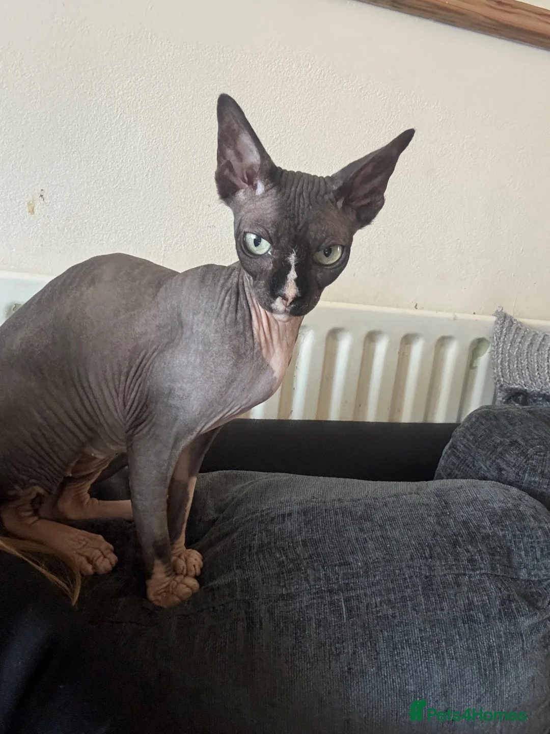 Sphynx cats for sale: Sad rehoming of our Sphynx cat  in Fareham - Advert 2