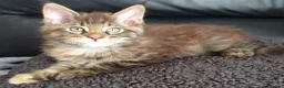 Maine Coon cats for sale: Fantastic Xl Main Coons Girls - Advert 3