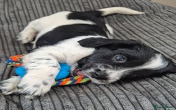 Sprocker dogs for sale: Beautiful Boy Sprocker Spaniel - Image 1