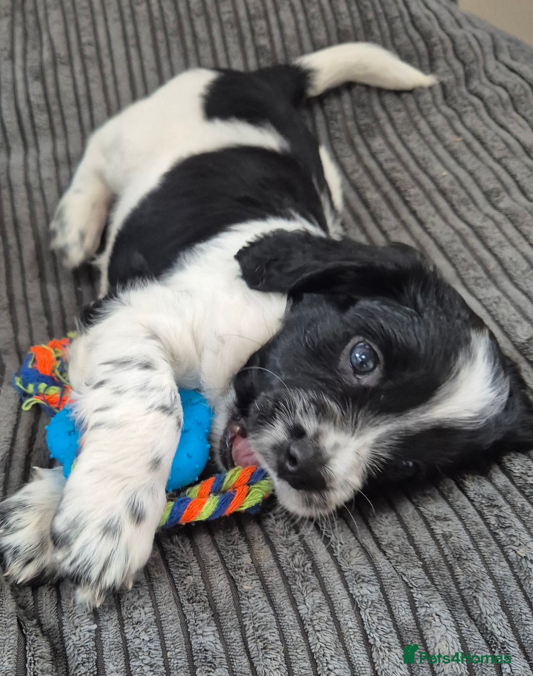 Sprocker dogs for sale: Beautiful Boy Sprocker Spaniel - Image 1