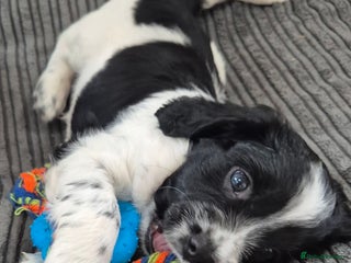 Sprocker dogs - Advert 2