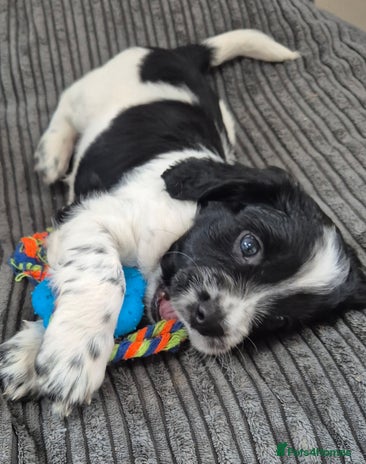 Sprocker dogs - Advert 1