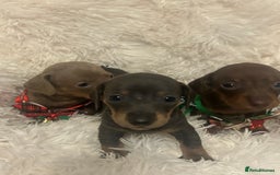 Miniature Dachshund dogs for sale: miniature dachshund puppies - Image 8