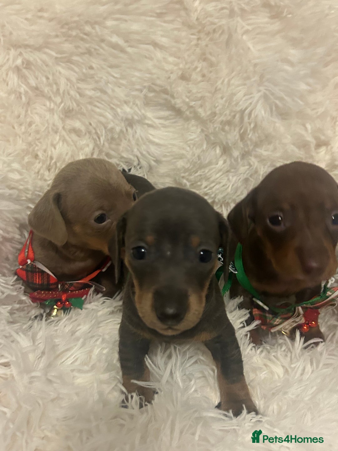 Miniature Dachshund dogs for sale: miniature dachshund puppies - Image 8